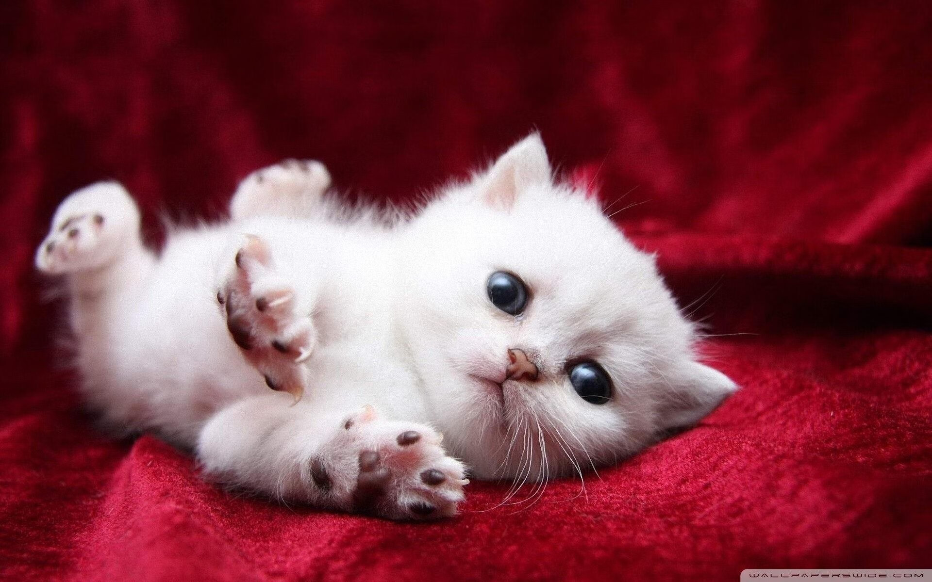 东契奇与导演合作推出篮球纪录片，聚焦梦想与现实，东契奇谈自己的篮球偶像