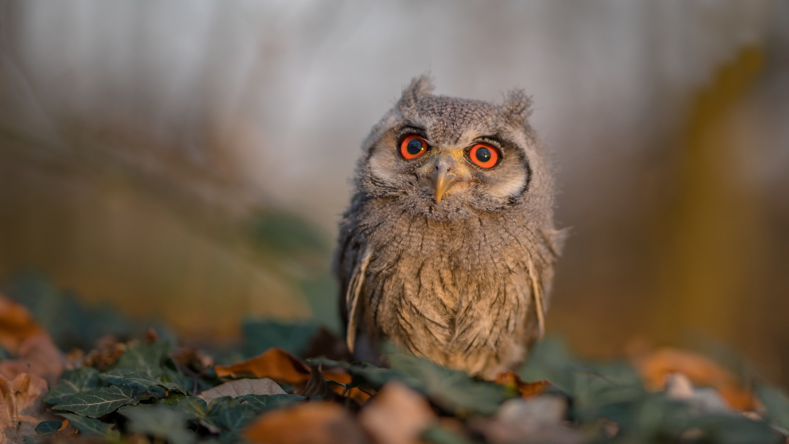 九游网页版官网-不眠之夜：季后赛的激烈对抗瞬间，不眠之夜 时间段区别