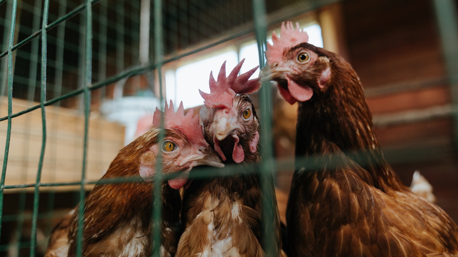 世界马拉松大满贯赛事中国跑者表现抢眼，世界马拉松大满贯赛事有哪些