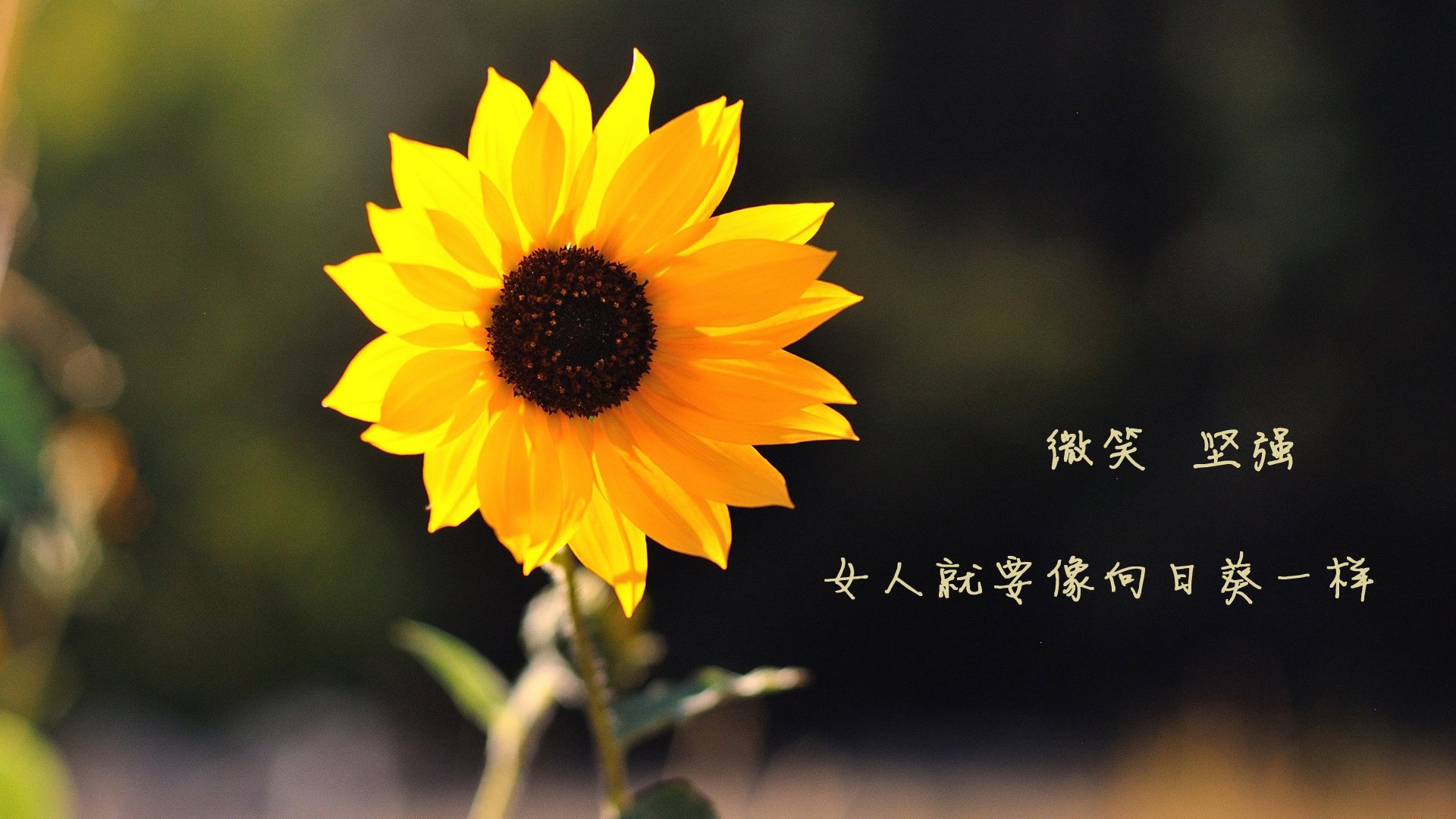 九游网页版官网-亚特兰大勇士队在常规赛中表现强劲，亚特兰大勇士队战斧曲