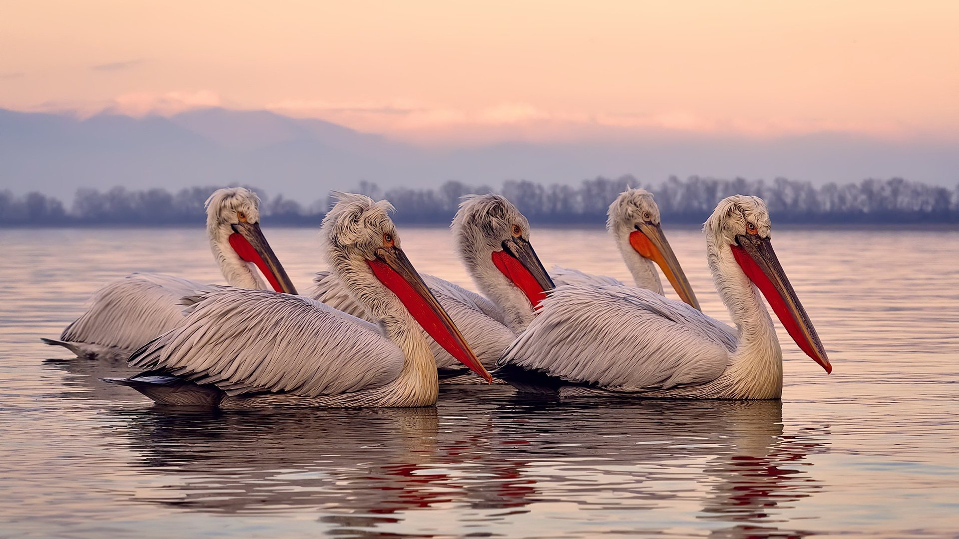 -利物浦用“高压+快速反击”战术逆转赫尔城，取得关键胜利，利物浦攻击线