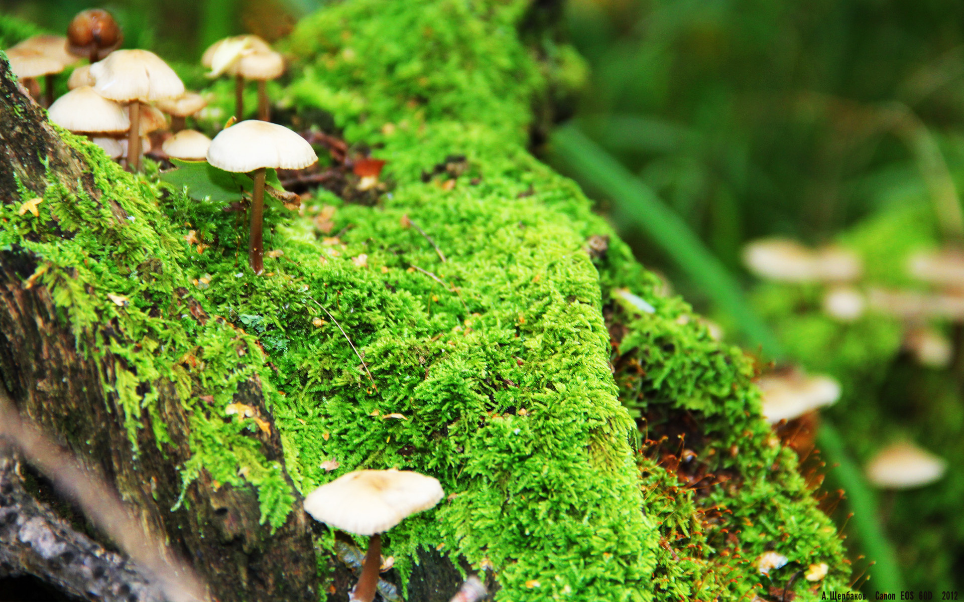 Jiu You-女篮教练团队加强国际交流合作，女篮球教练简介