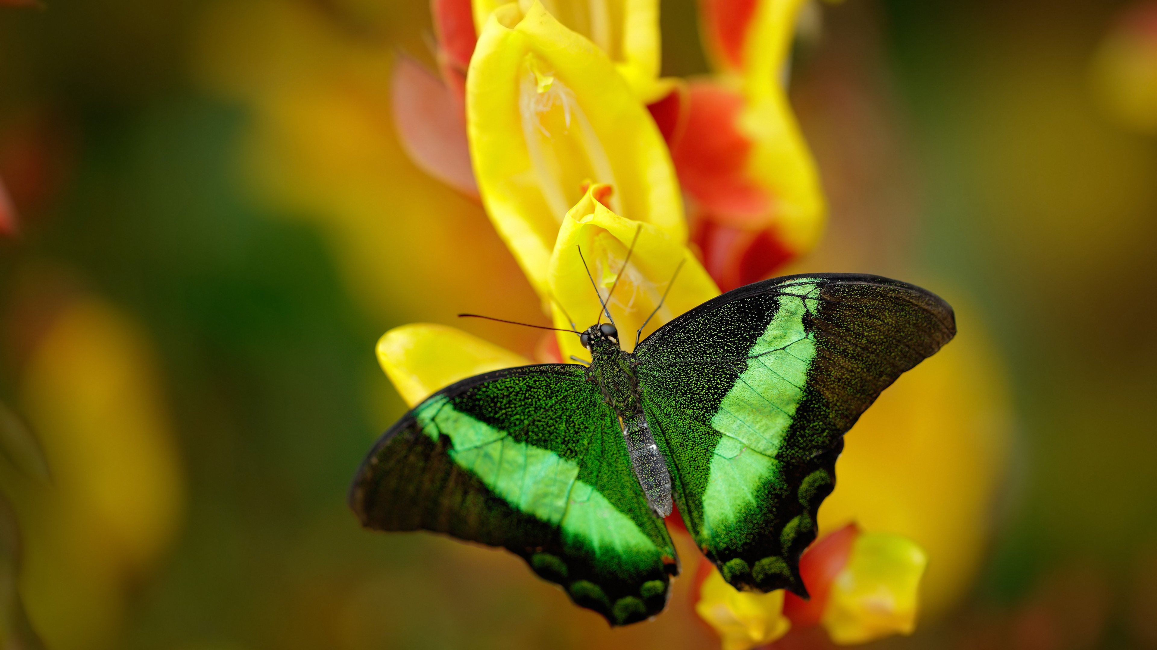 星光下的射击比赛:闪耀夜空的运动盛典
