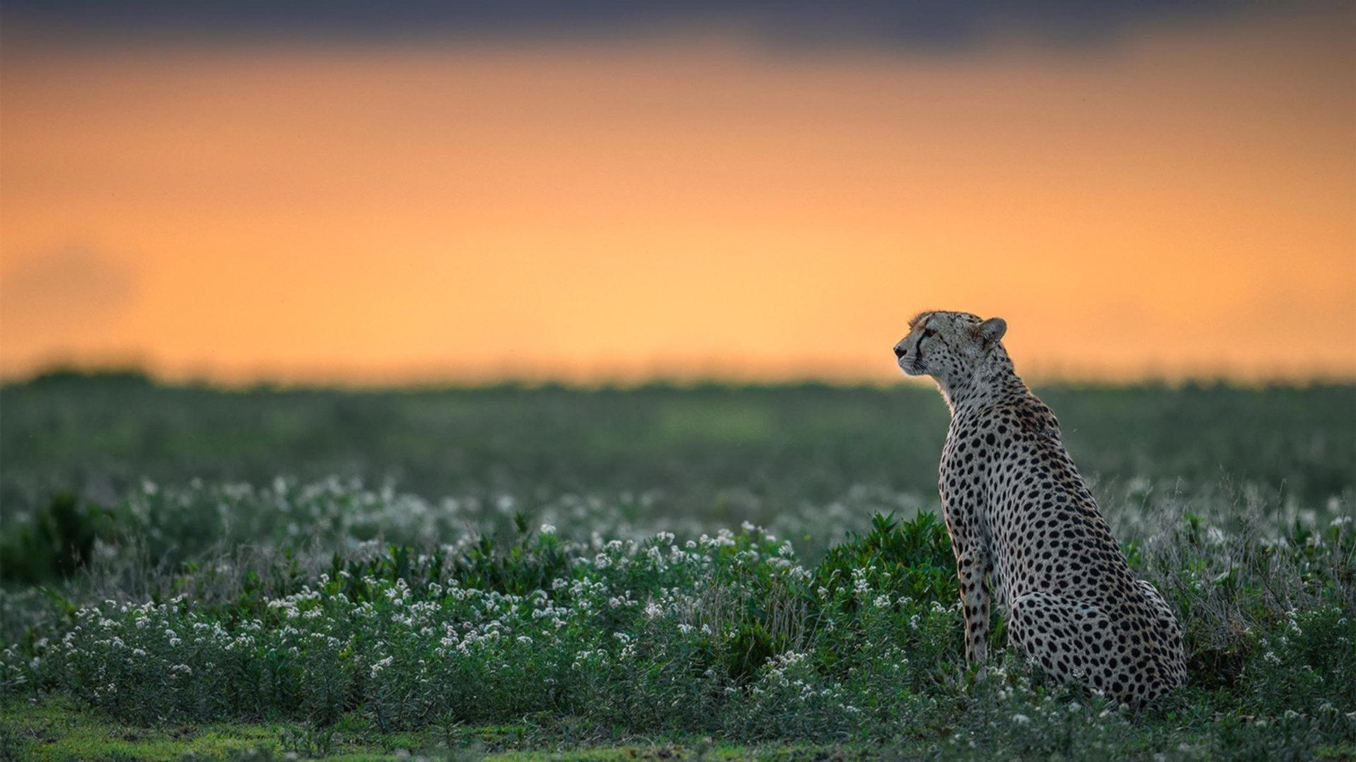 九游网页版官网-Aster新版本适应快速，aster设置教程