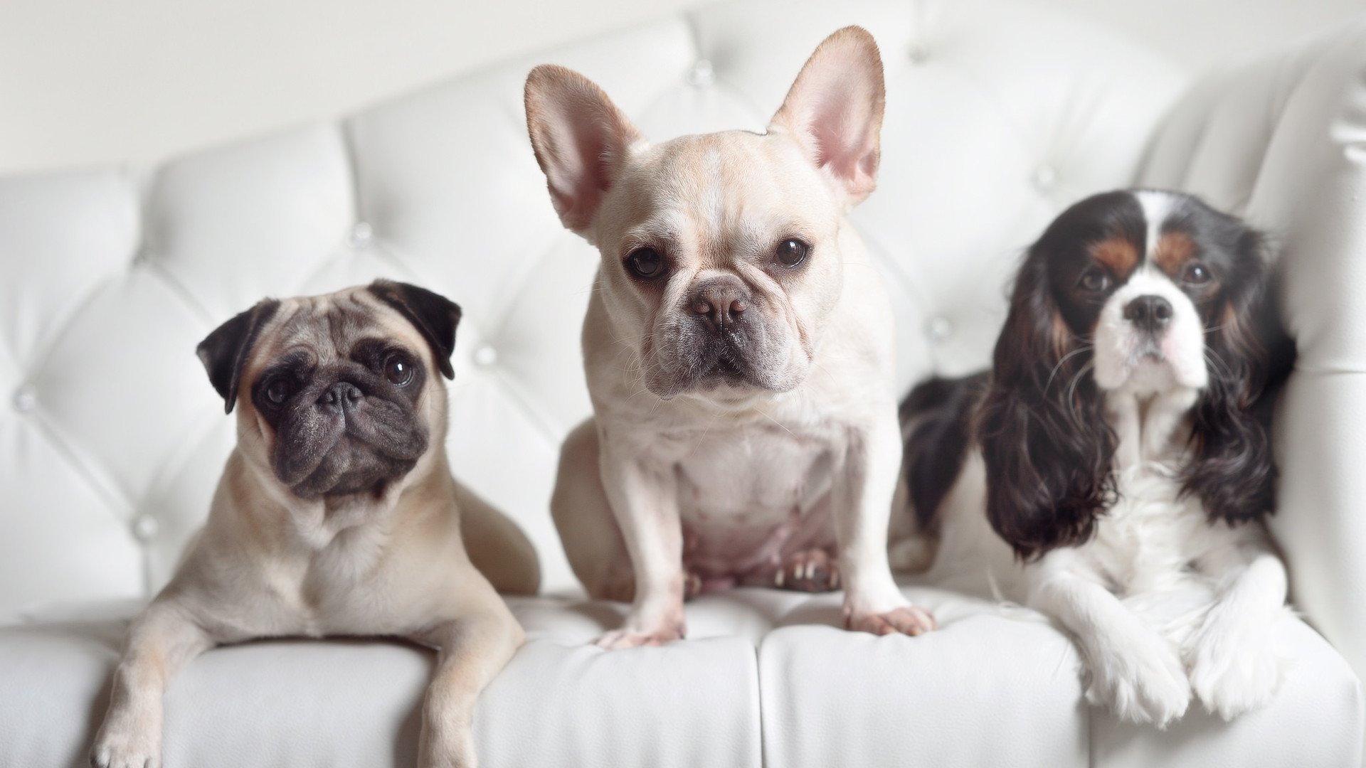 JIU YOU GAME-体坛巅峰对决：足球赛场热闹一幕，巅峰足球小说