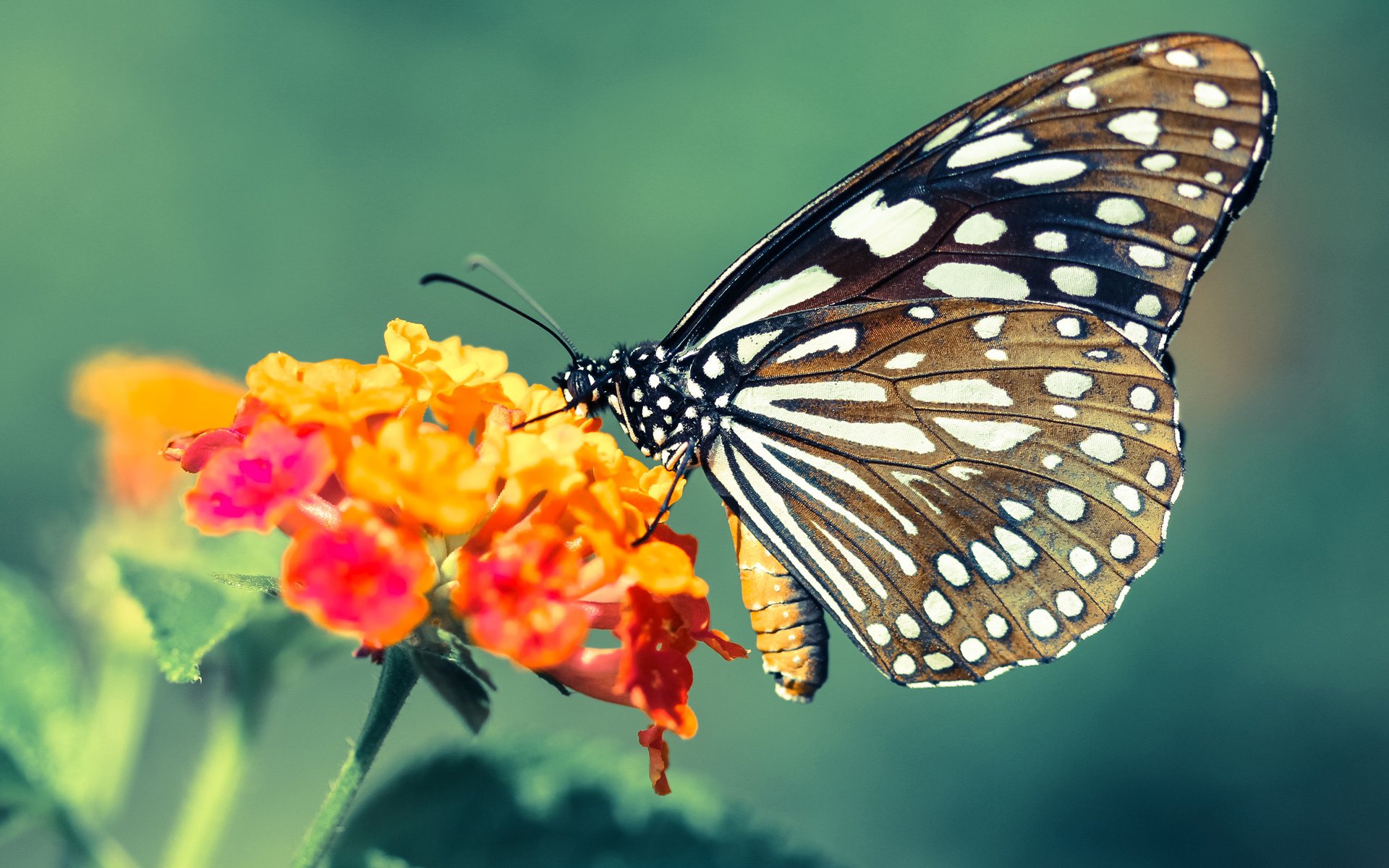 -伯恩利是否能重建昔日防守体系，伯恩利实力