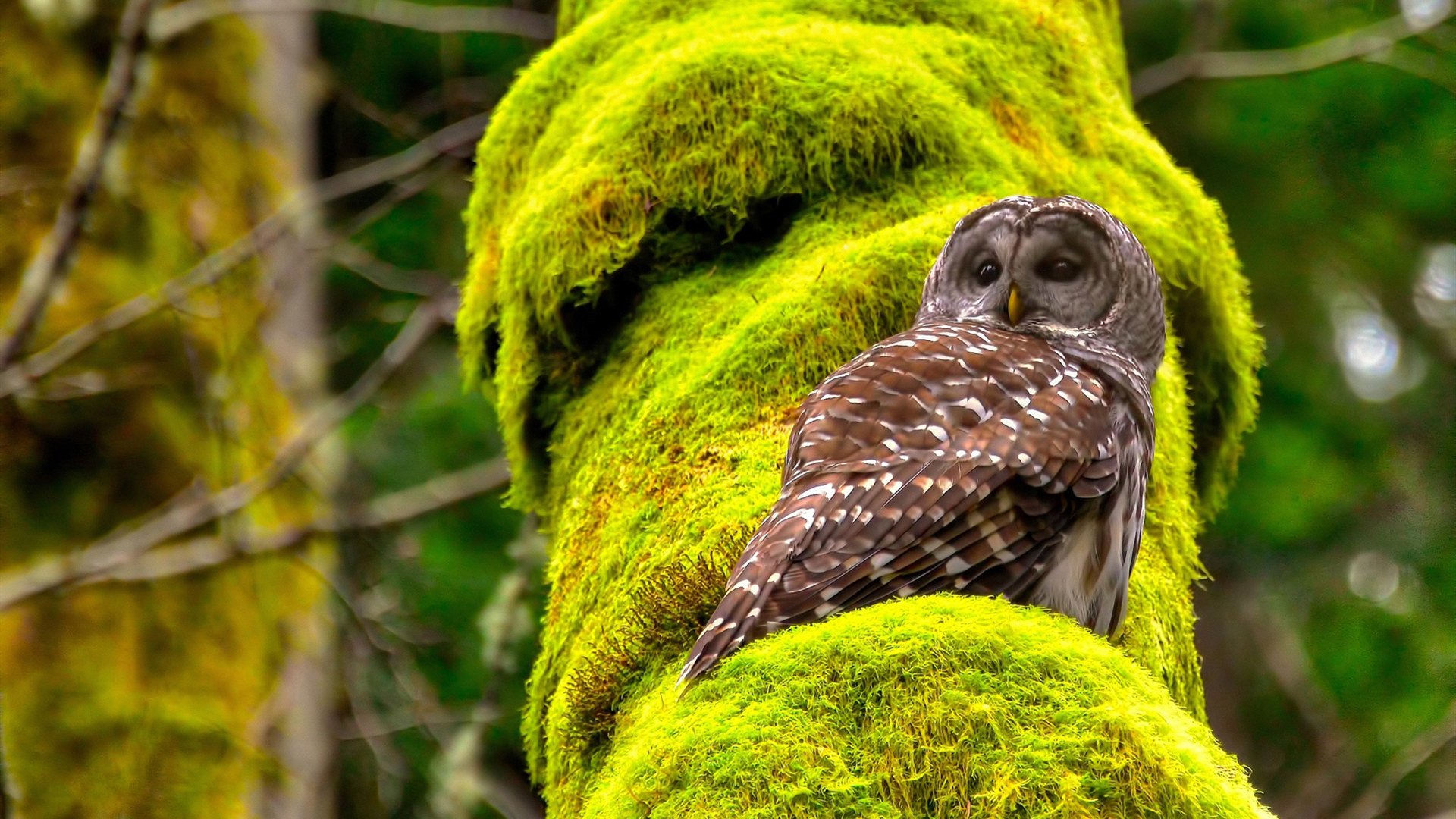 -勇士击败太阳，库里与杜兰特正面交锋占上风，库里pk杜兰特