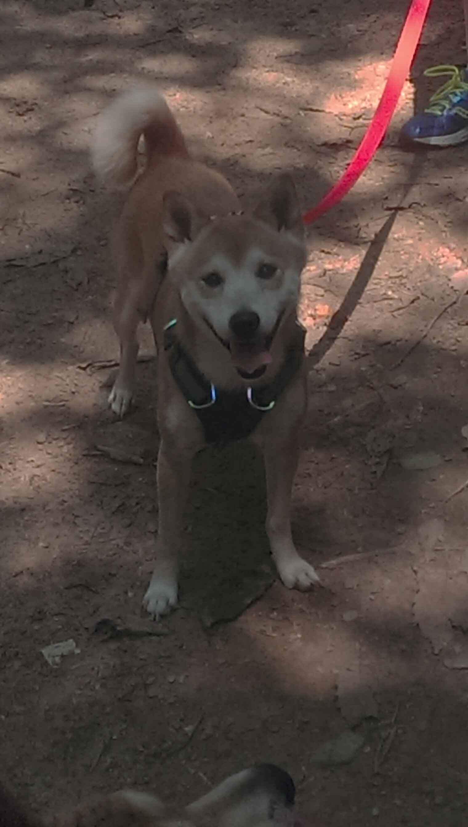 -土耳其终场前战平保加利亚，小组出线希望渺茫，土耳其和保加利亚接壤吗