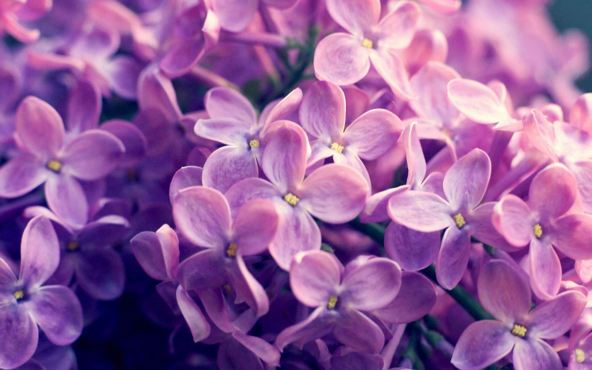 -外援组合额外发挥，成为球队攻守核心，外援是什么意思啊