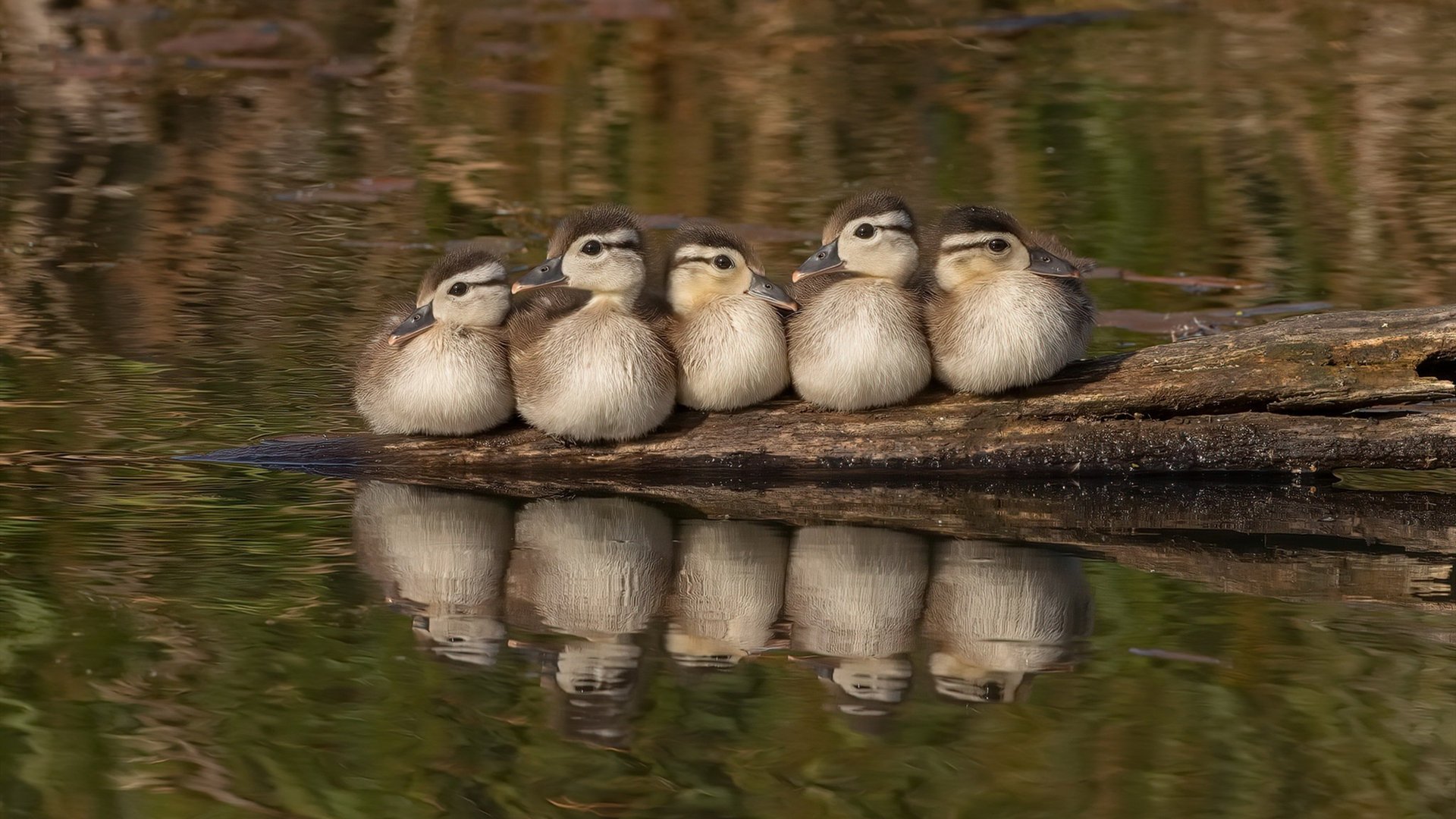 拜仁-力克皇马,净胜球令球迷振奋士气大增,效力过皇马和拜仁的球员