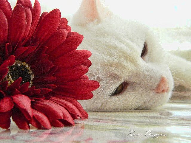 曼城势不可挡，擒敌如拾芥轻松进军四强，曼城4_0