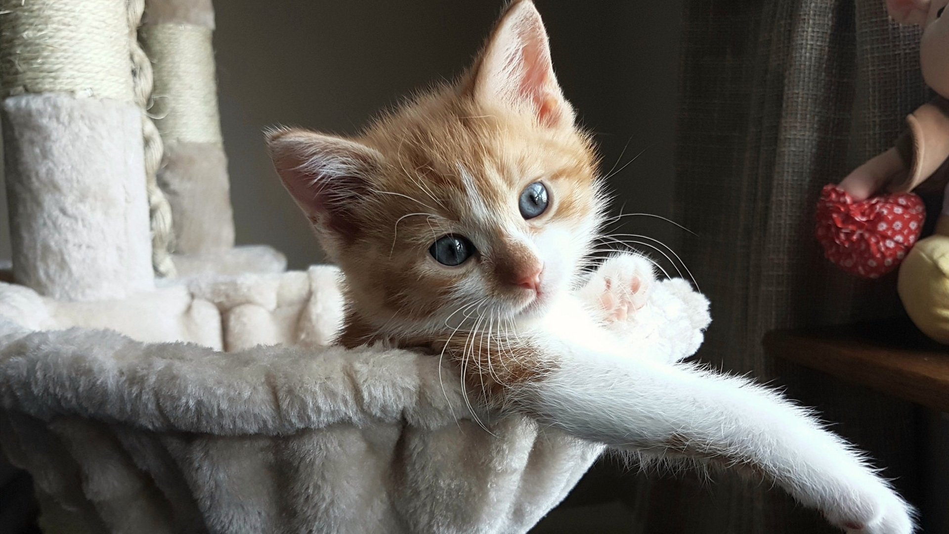 浙江广厦阵容深度明显增强，浙江广厦有哪些球员