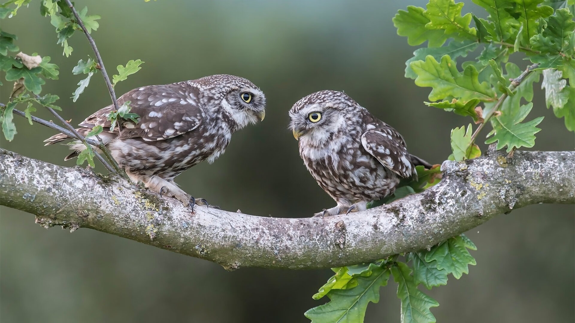 球迷欢呼雀跃!欧国联赛席卷全球,欧国联赛程2020赛制