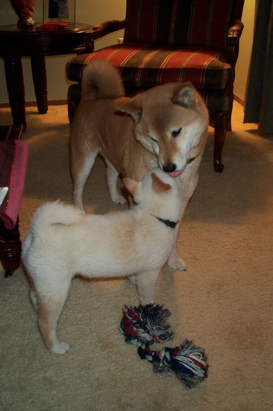 中国篮球教练员专业发展规划及培训体系创新模式,篮球教练就业方向前景分析