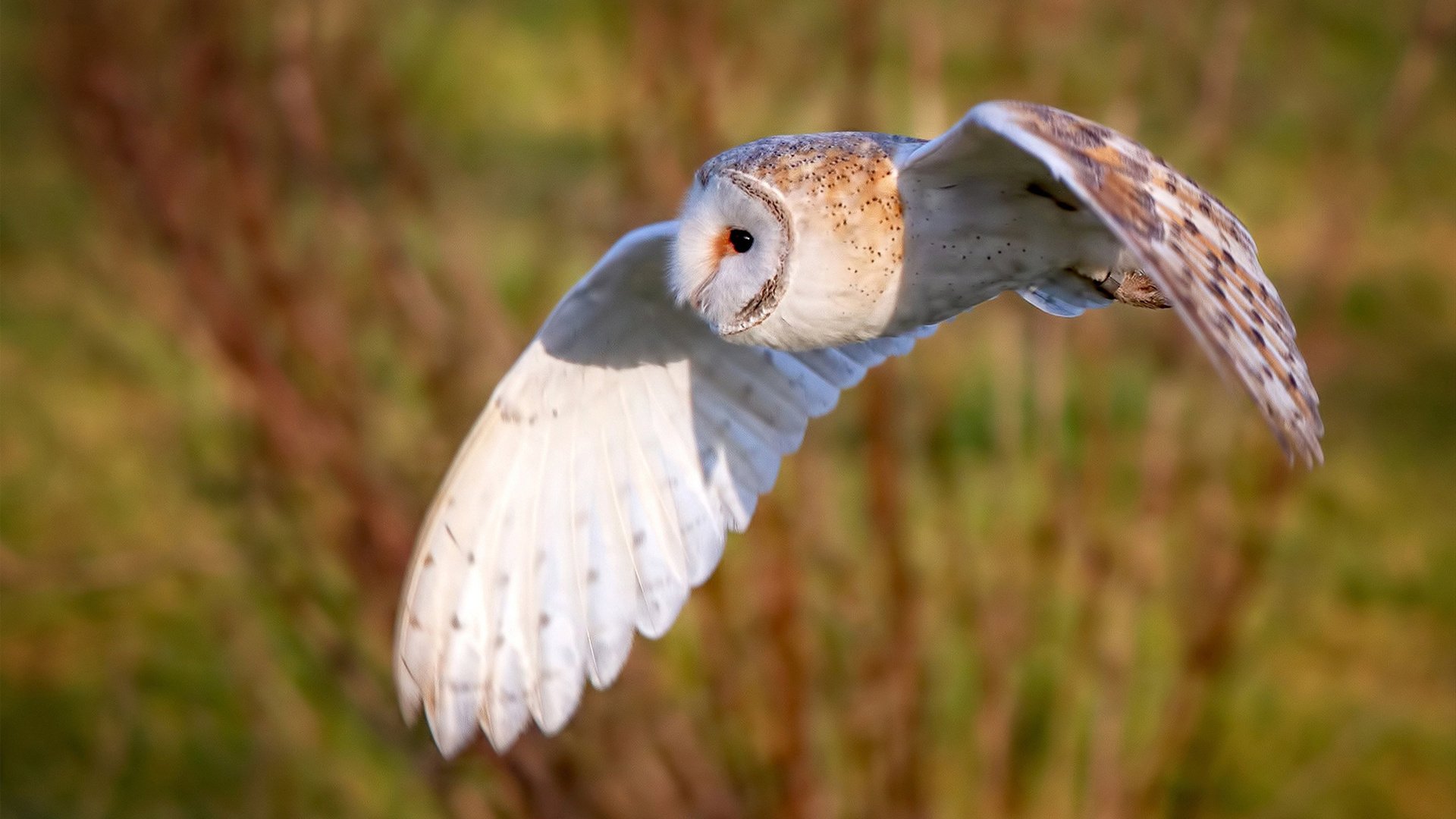 九游娱乐官网 (jiuyou)-体育新闻中心参与体育数字版权保护国际合作，专业的体育新闻网站