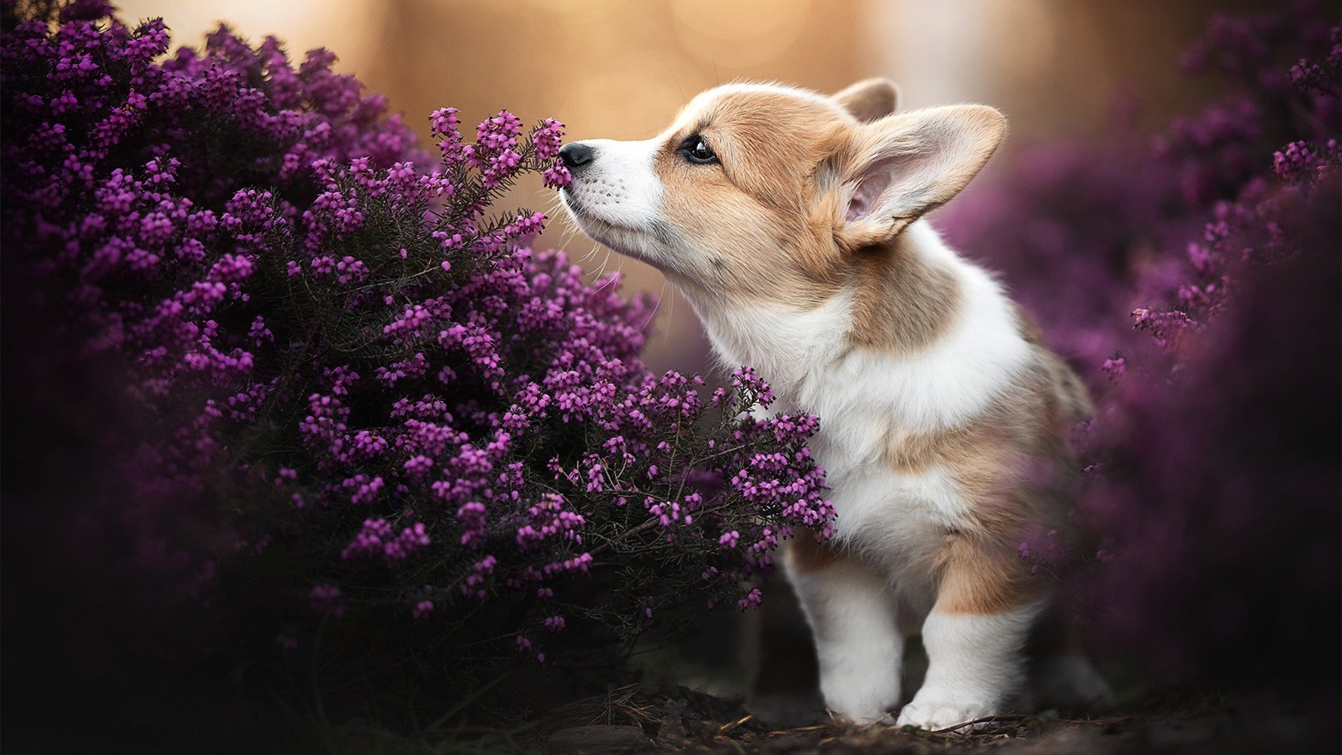 勇士主帅称将打造更加灵活的轮换策略,勇士人员调整