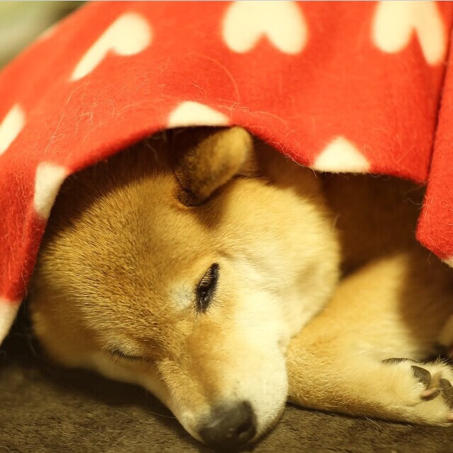 女篮备战亚洲杯全队状态逐步进入比赛节奏,女篮亚洲杯篮球