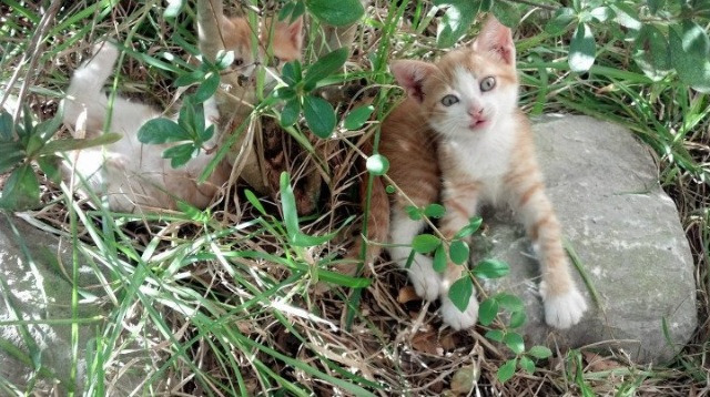 九游网页版官网入口-尼尔·巴特尔的全场防守让袋鼠队在关键时刻始终占据优势，尼尔巴特莱特