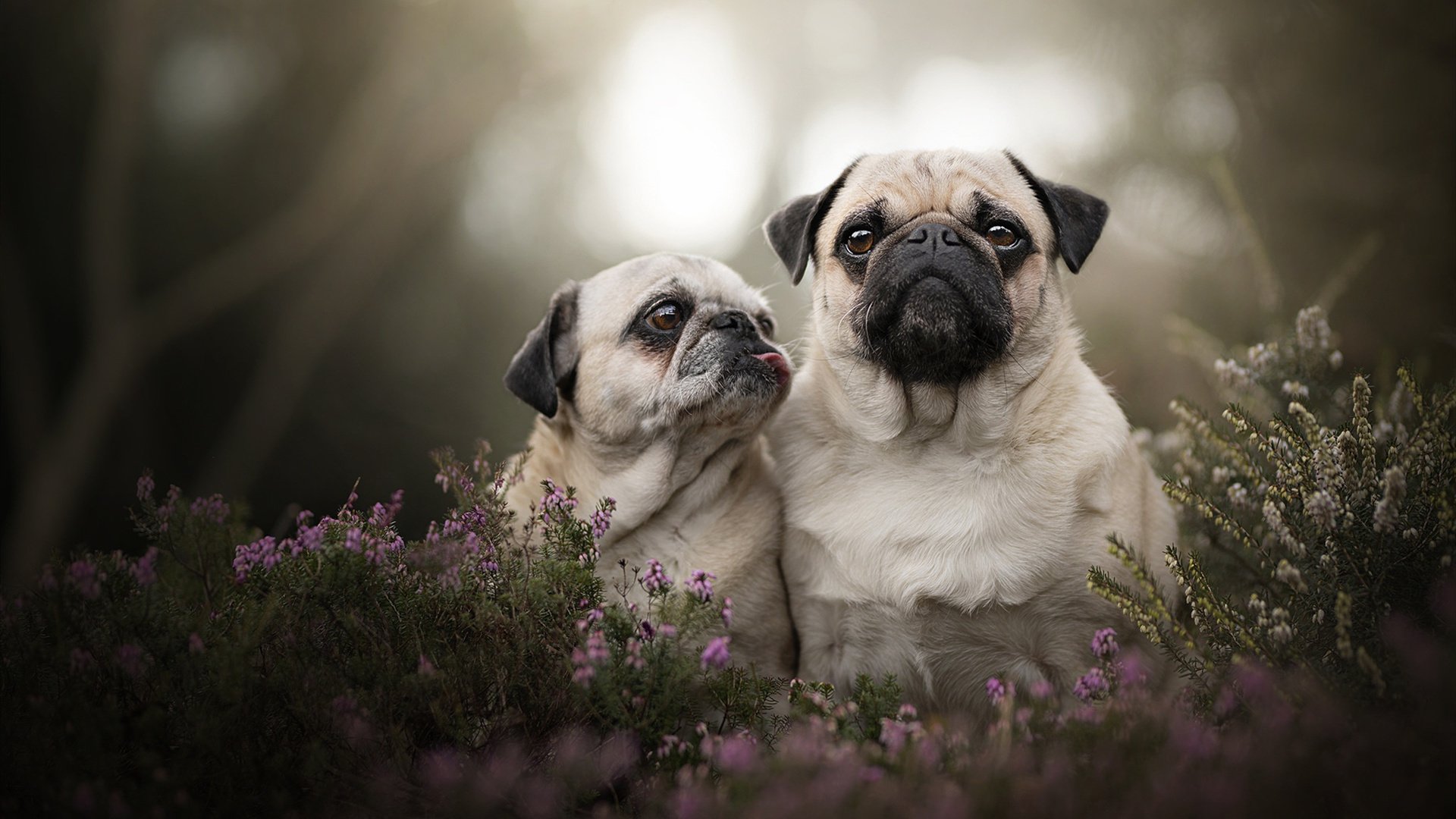 库里回应退役传闻表示热爱仍在继续，库里说什么时候退役