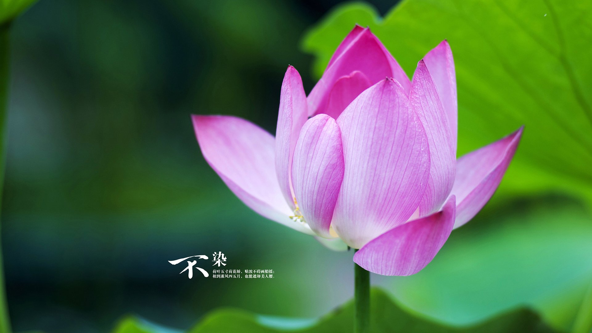 九游游戏中心-曼联重返巅峰！豪取五连胜剑指英超冠军，曼联重返英超榜首